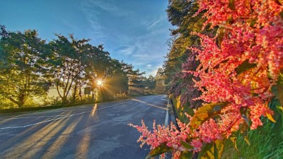 大雪山國家森林遊樂區-夕陽映照虎杖紅艷迷人